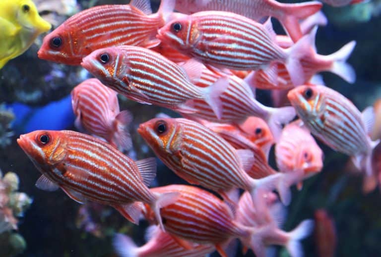 maui ocean center, things to do in maui, hawaii fish