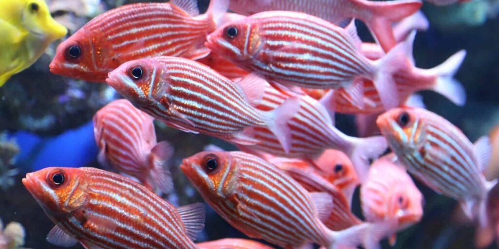 maui ocean center, things to do in maui, hawaii fish
