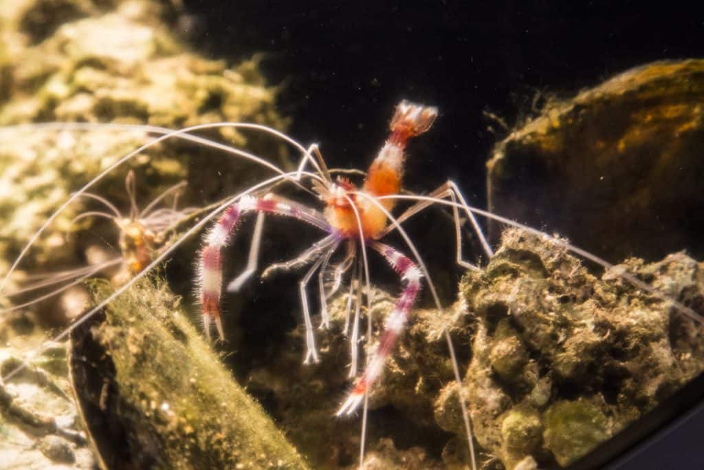 Banded-Coral-Shrimp