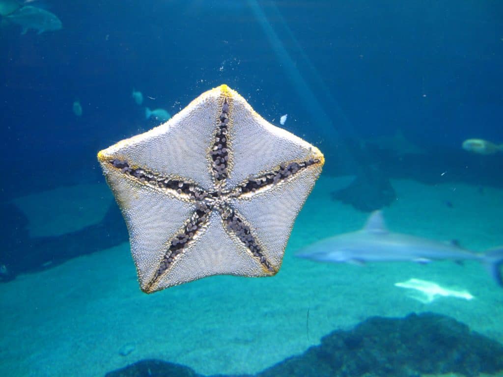 Sea Star