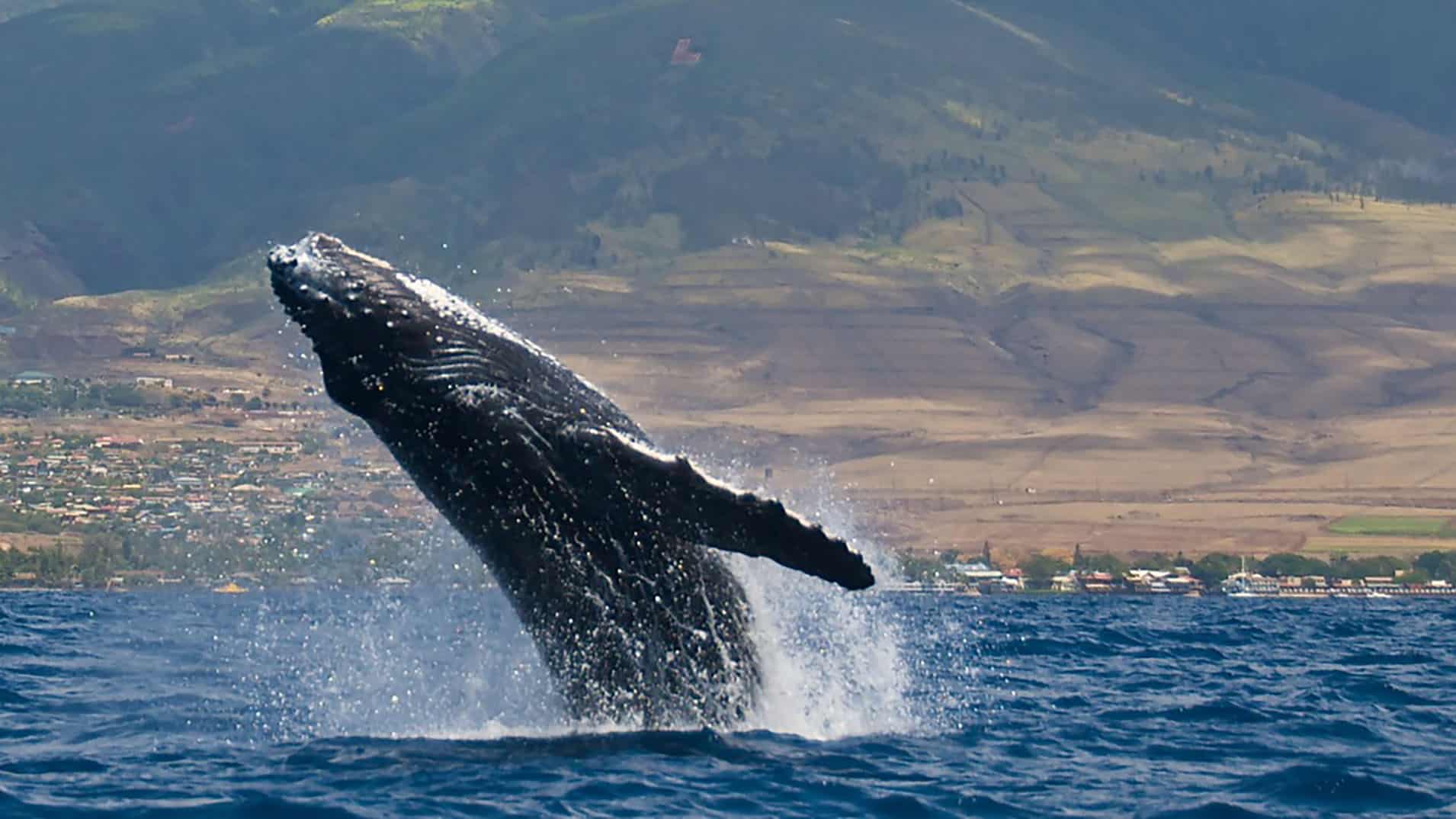 Humpback Whale Behavior Guide - Maui Ocean Center