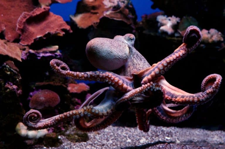 Day Octopus | Hawaii Marine Life