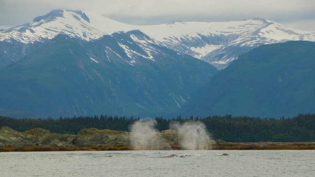 Humpback Whales Alaska
