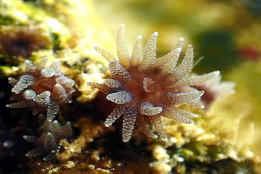 Symbiotic Relationships - Maui Ocean Center