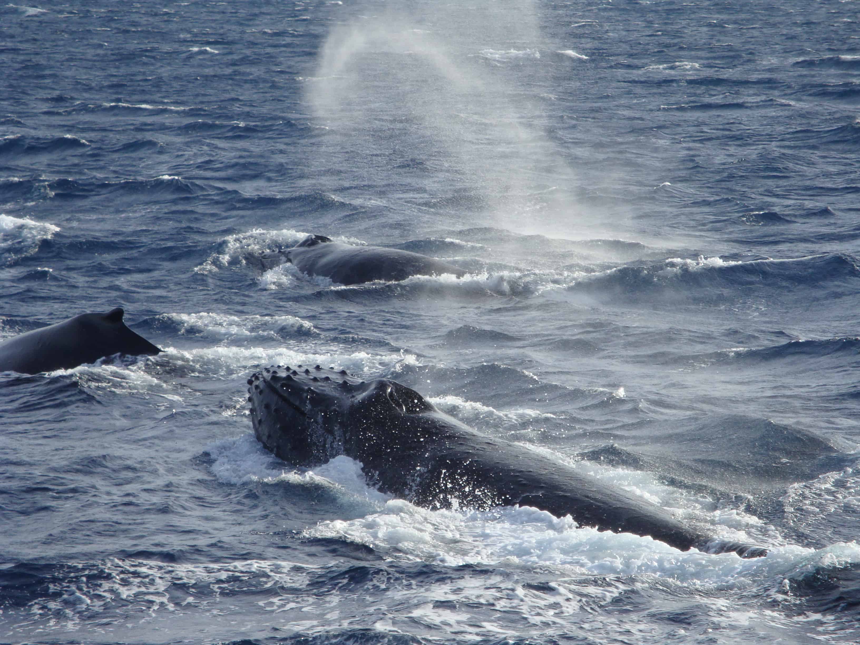 Tough Love: Arggesive Encounters Between Humpback Whales