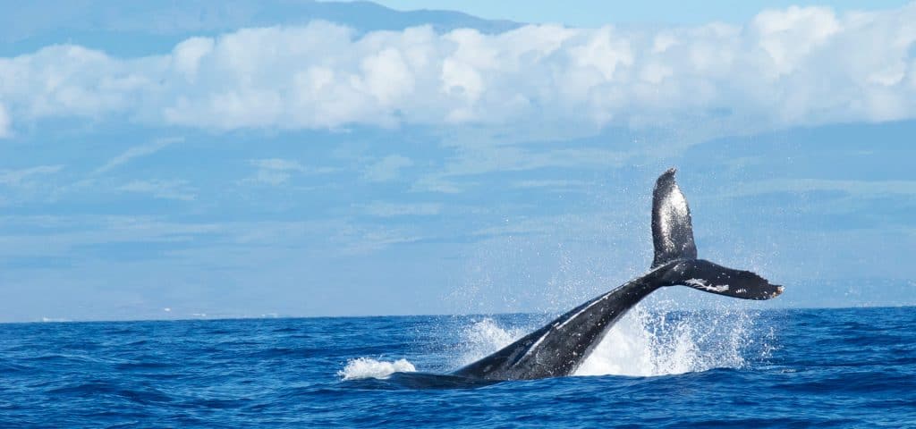 Humpback Whale Penduncle Throw