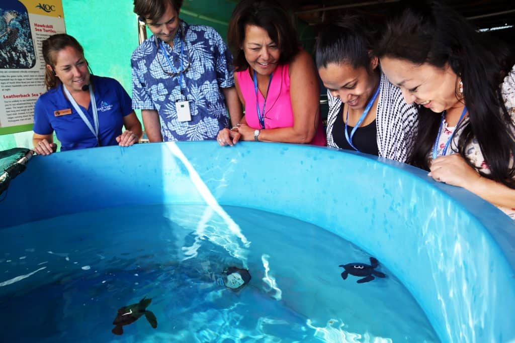 maui ocean center, things to do in maui, sea turtles