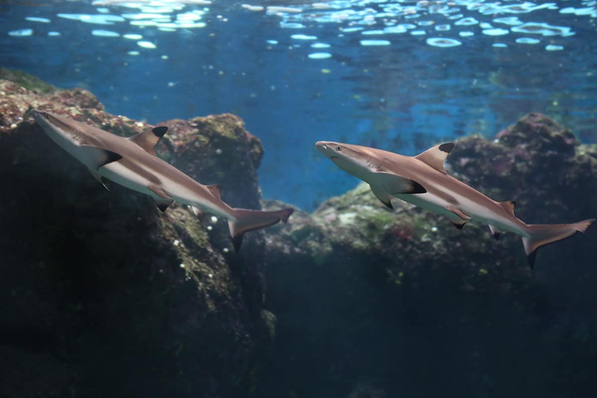 maui ocean center, things to do in maui, shark dive