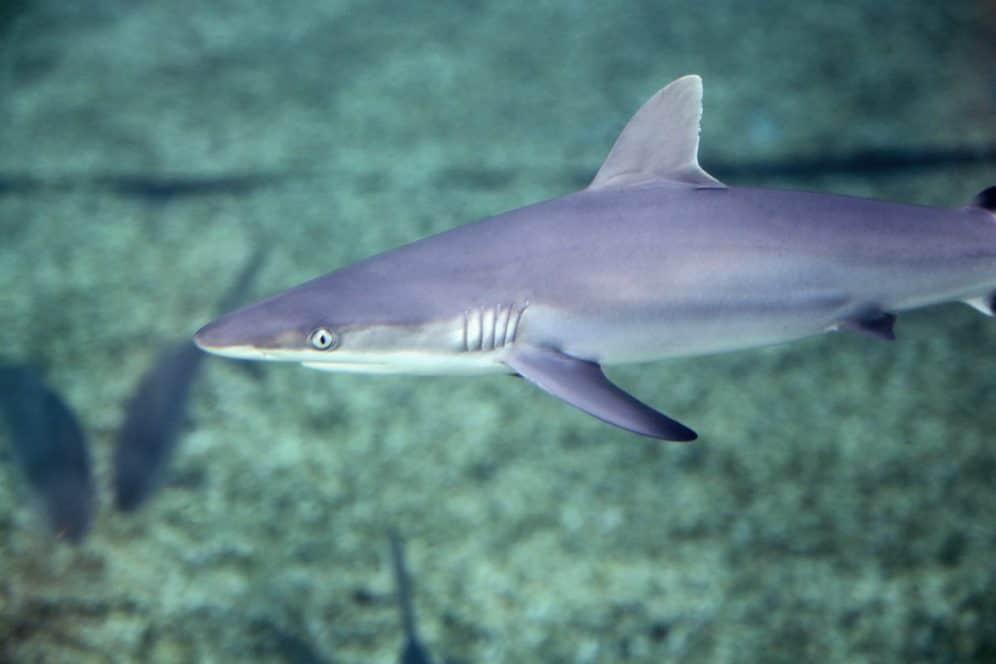 Grey Reef Shark Pups Born at Maui Ocean Center - Maui Ocean Center