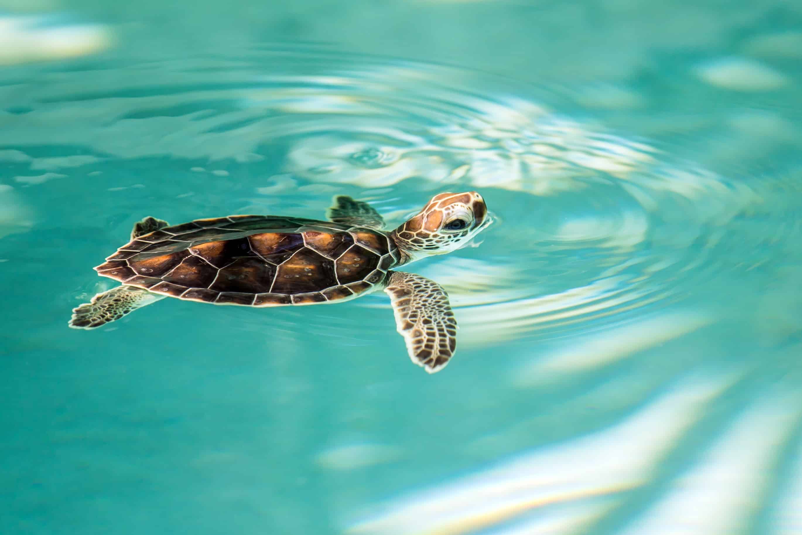 cute-endangered-baby-turtle-maui-ocean-center