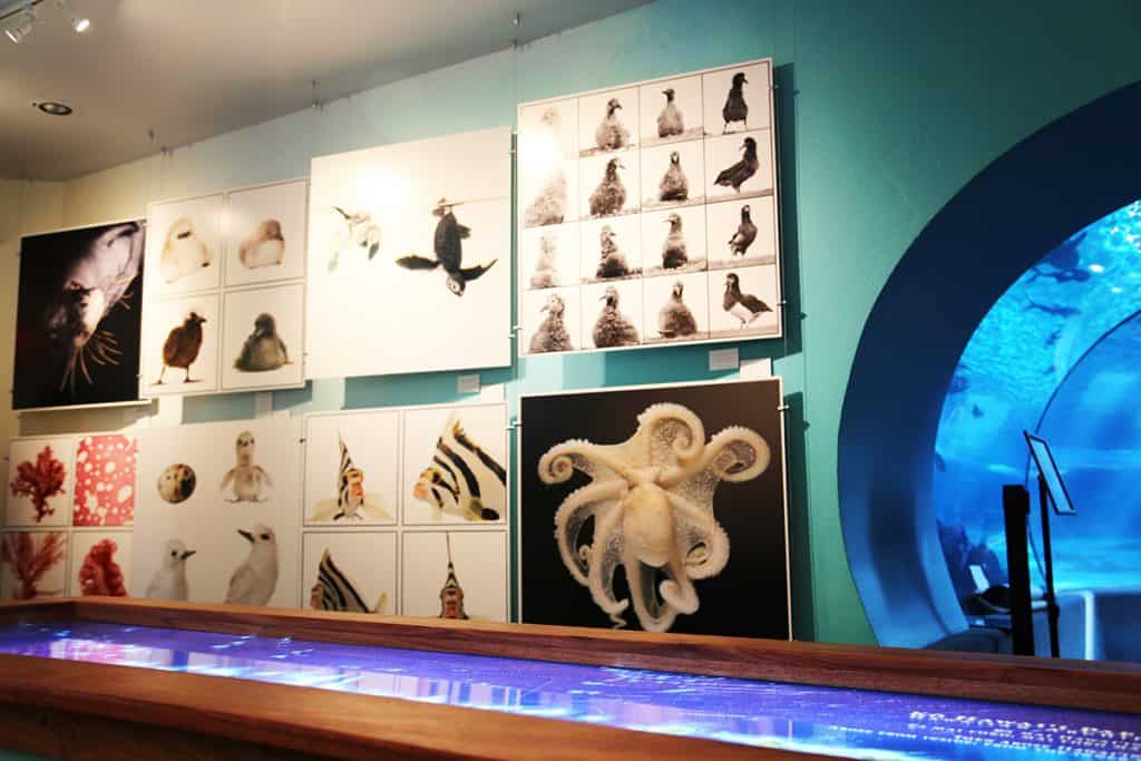 maui ocean center, things to do in maui, maui activities