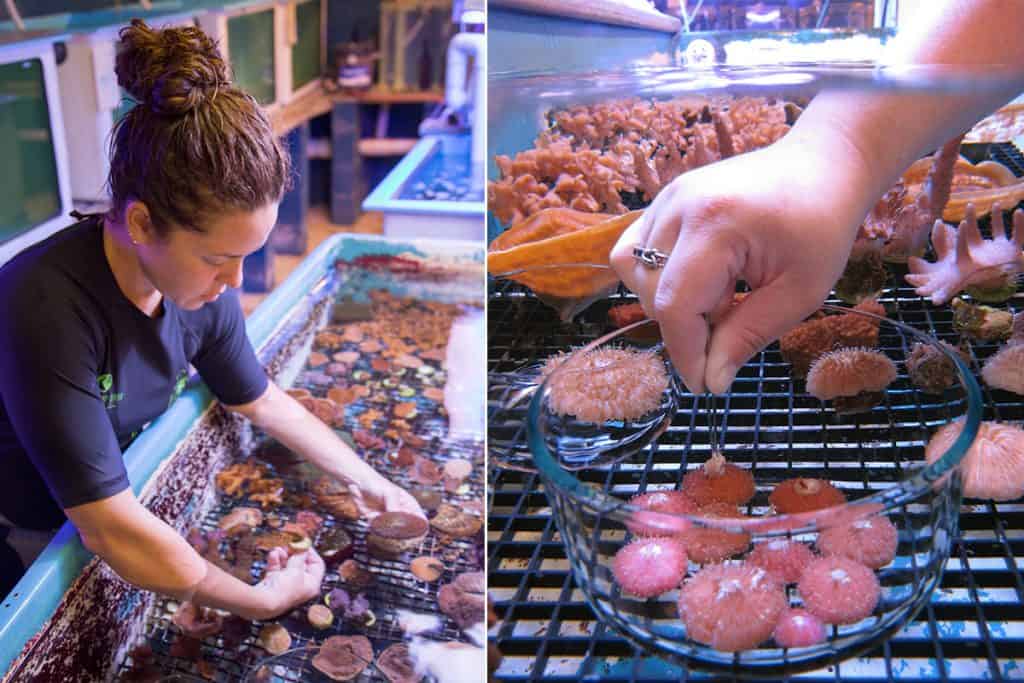 maui ocean center, things to do in maui, maui activities