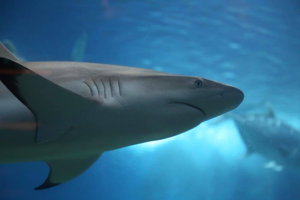 Grey Reef Shark - Maui Ocean Center