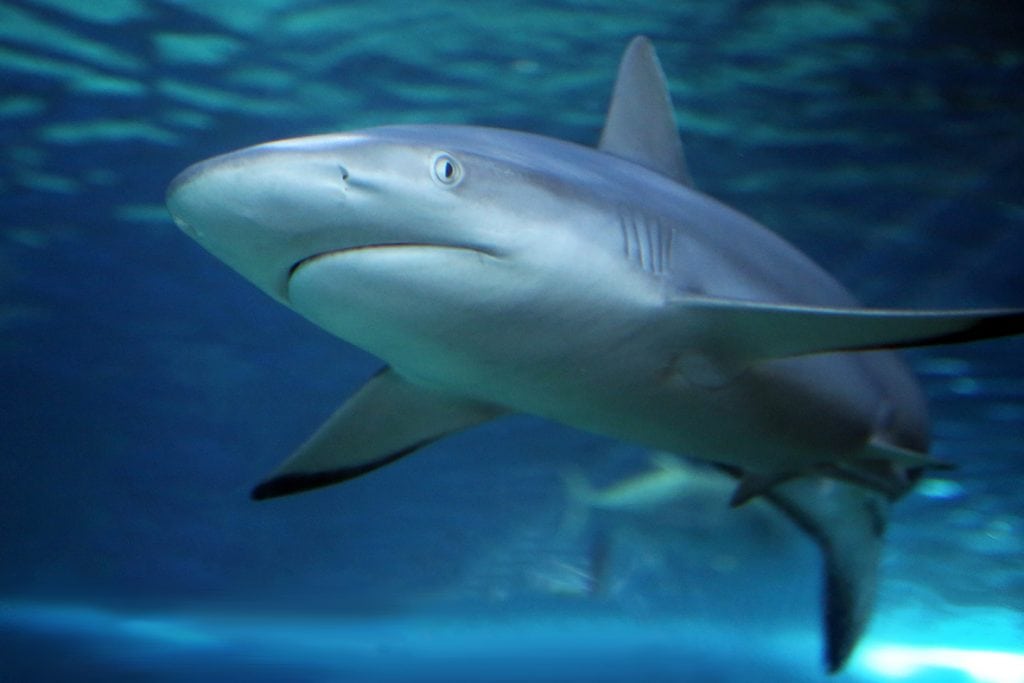 Gray Reef Shark - Maui Ocean Center