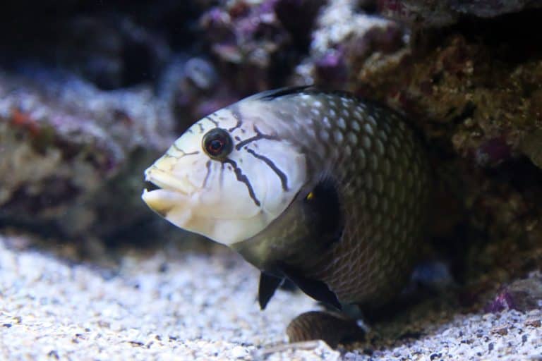 maui ocean center, things to do in maui, hawaii fish