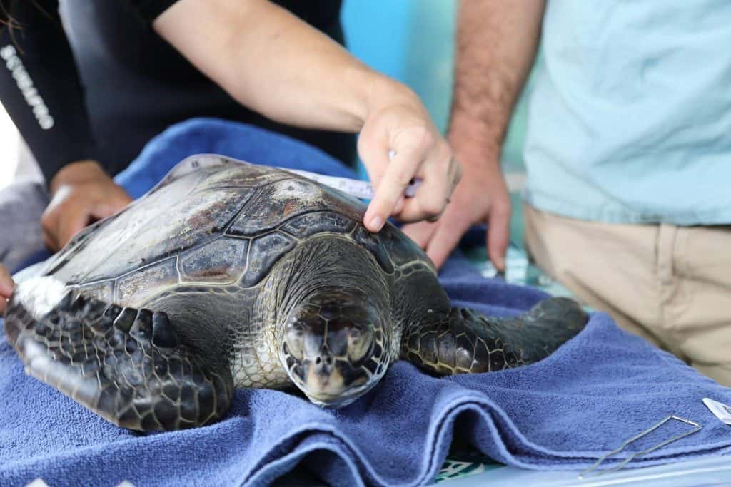 maui ocean center, things to do in maui, sea turtles