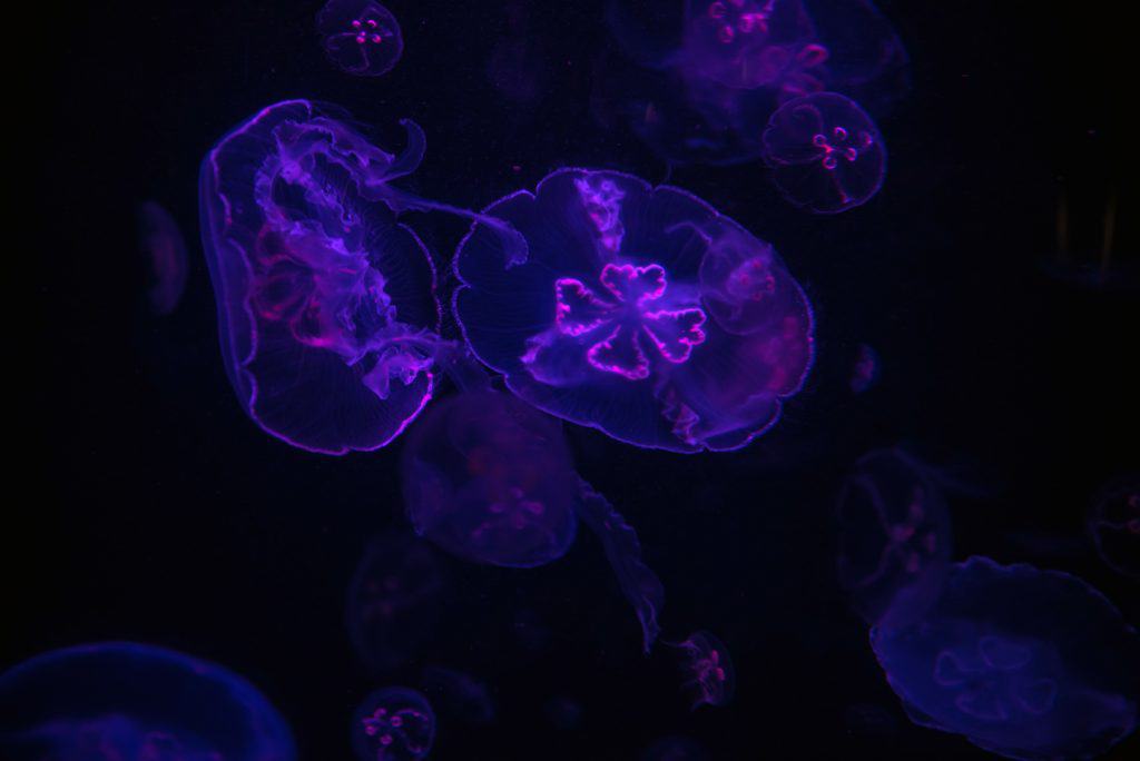 maui ocean center, things to do in maui, maui activities