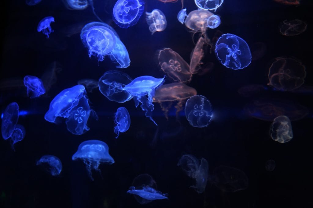 maui ocean center, things to do in maui, maui activities