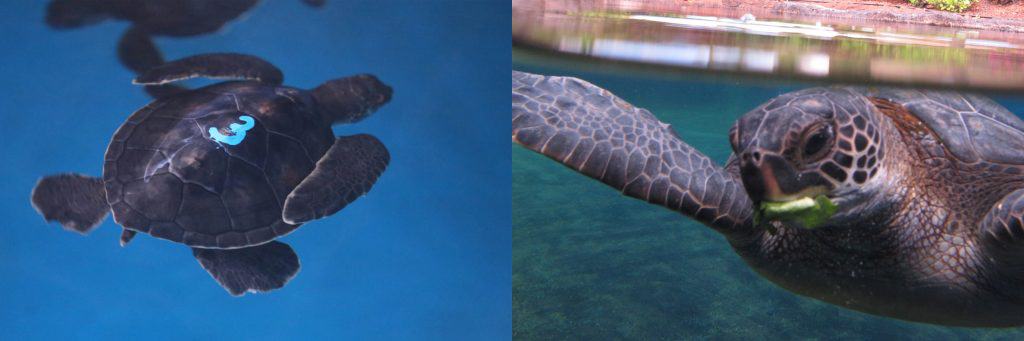 maui ocean center, things to do in maui, sea turtles