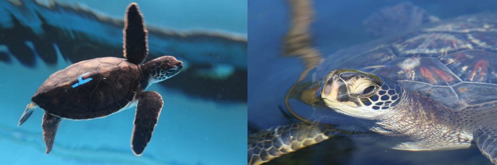 maui ocean center, things to do in maui, sea turtles