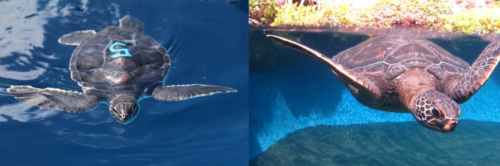 maui ocean center, things to do in maui, sea turtles