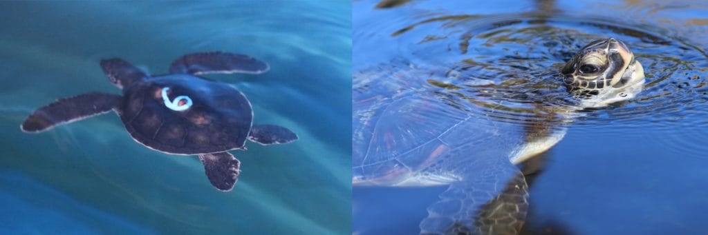 maui ocean center, things to do in maui, sea turtles