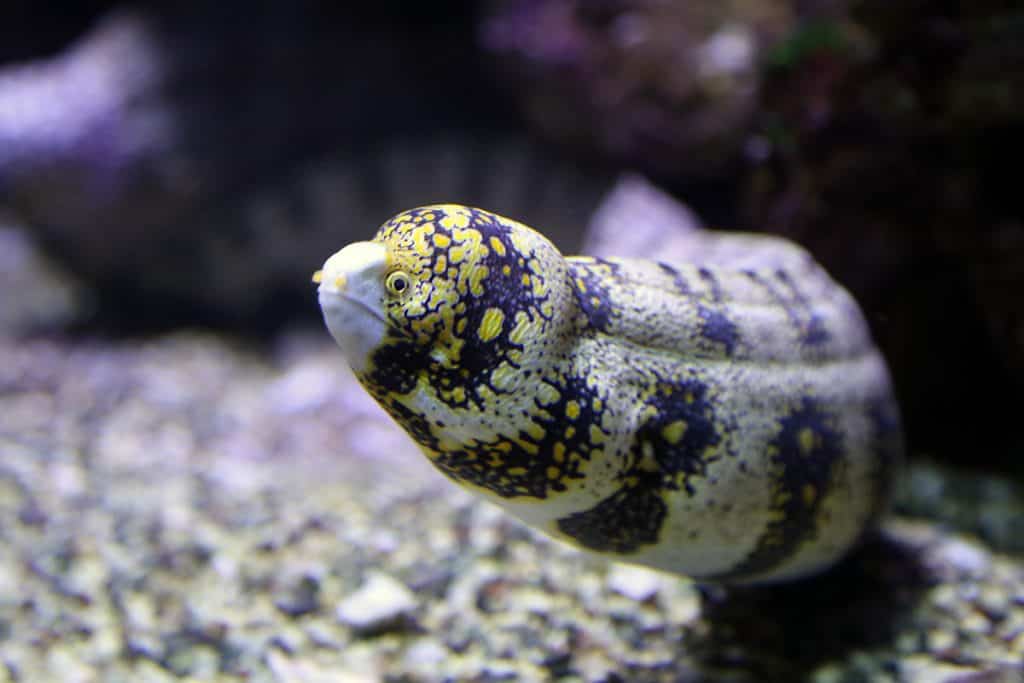 maui ocean center, things to do in maui, maui activities