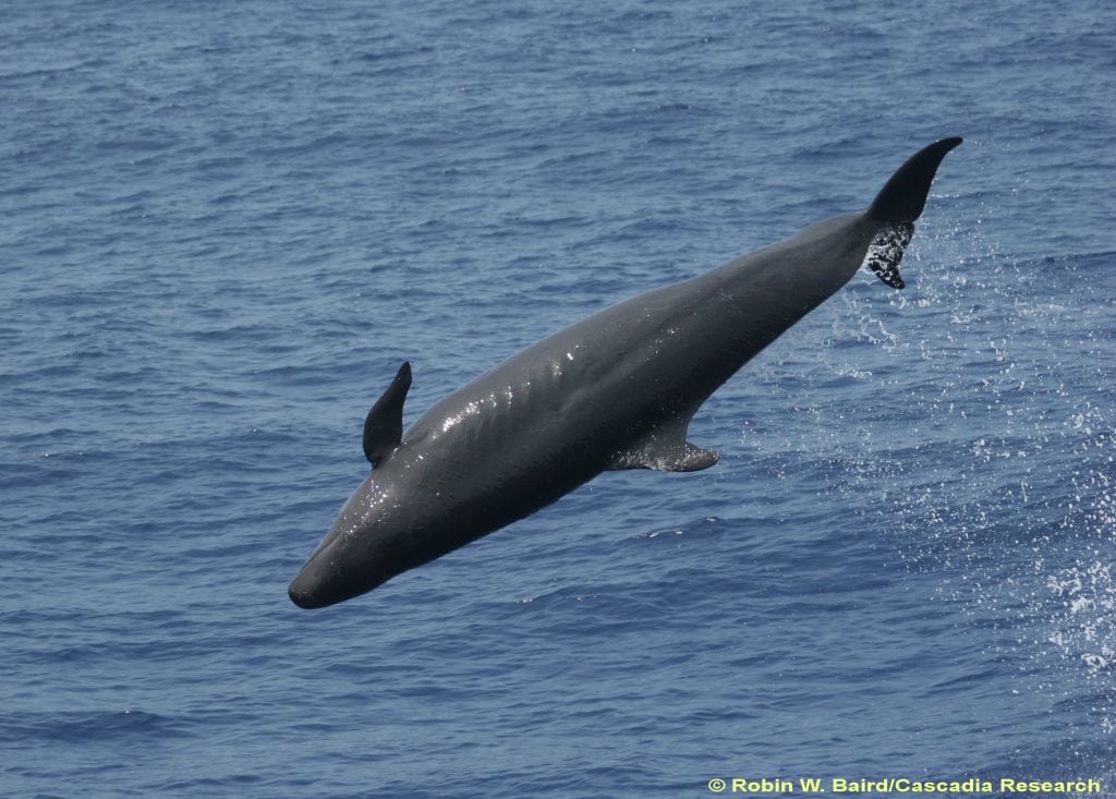 false killer whale