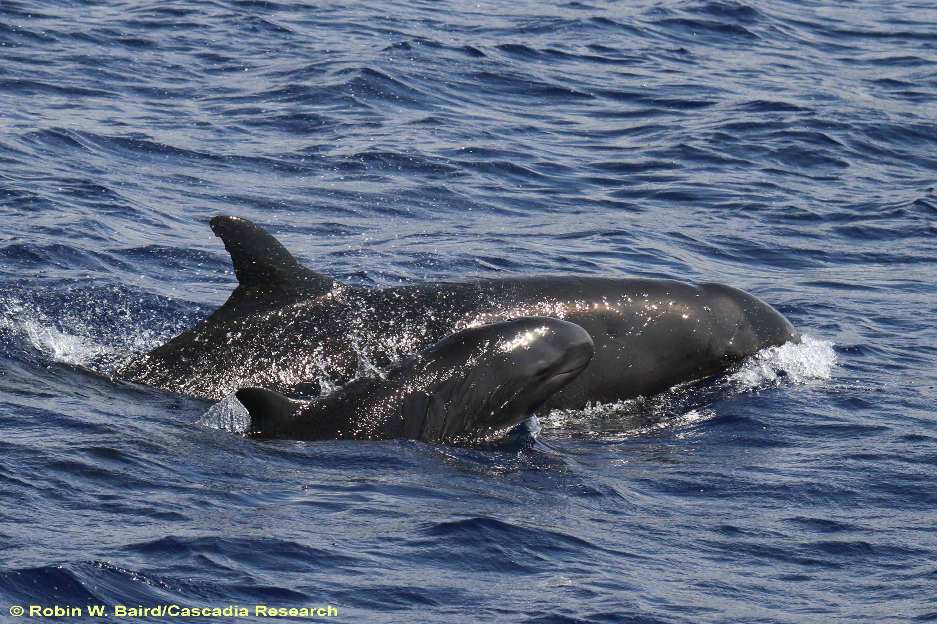 False Killer Whales Hawaii S Local Whale Species Maui Ocean Center