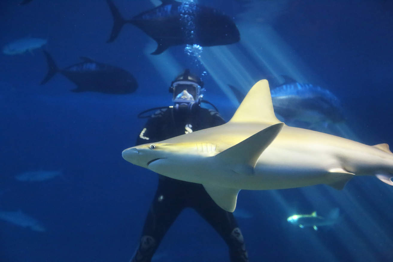 maui ocean center, things to do in maui, shark dive