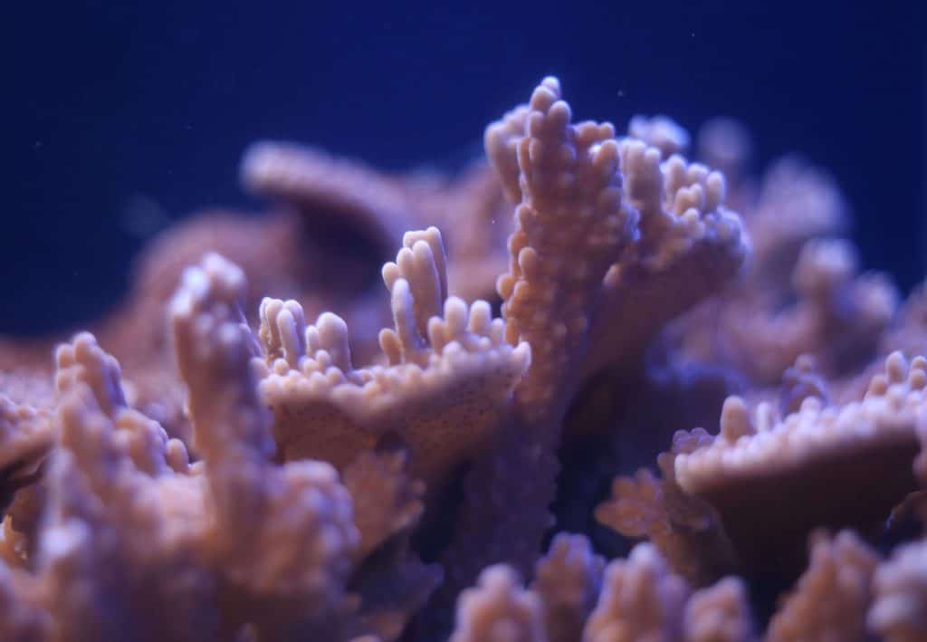 Incredible Corals Night at the Reef Maui Ocean Center
