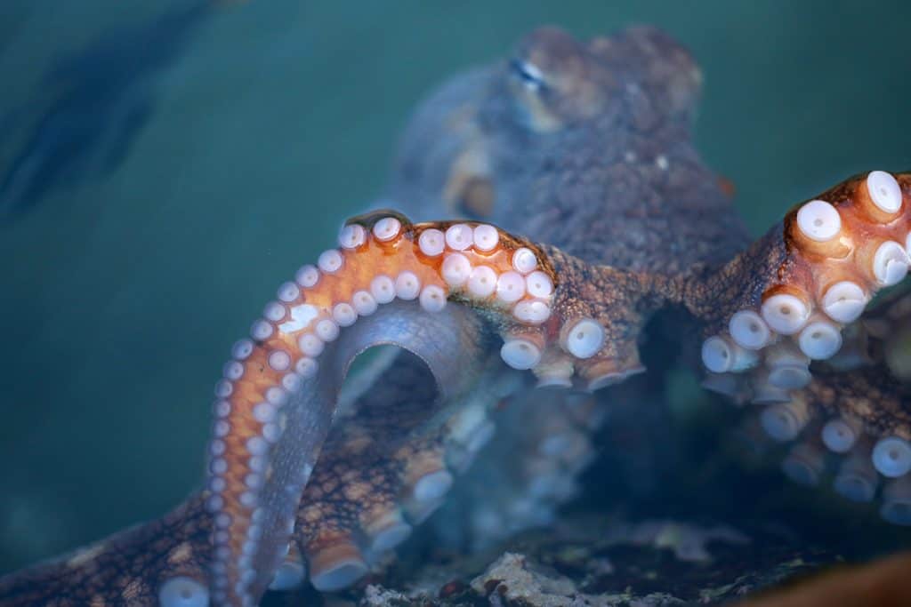 8 Tenticool Facts About The Octopus Maui Ocean Center