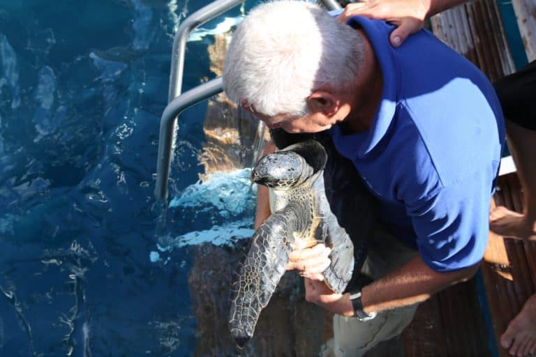 maui ocean center, things to do in maui, sea turtles