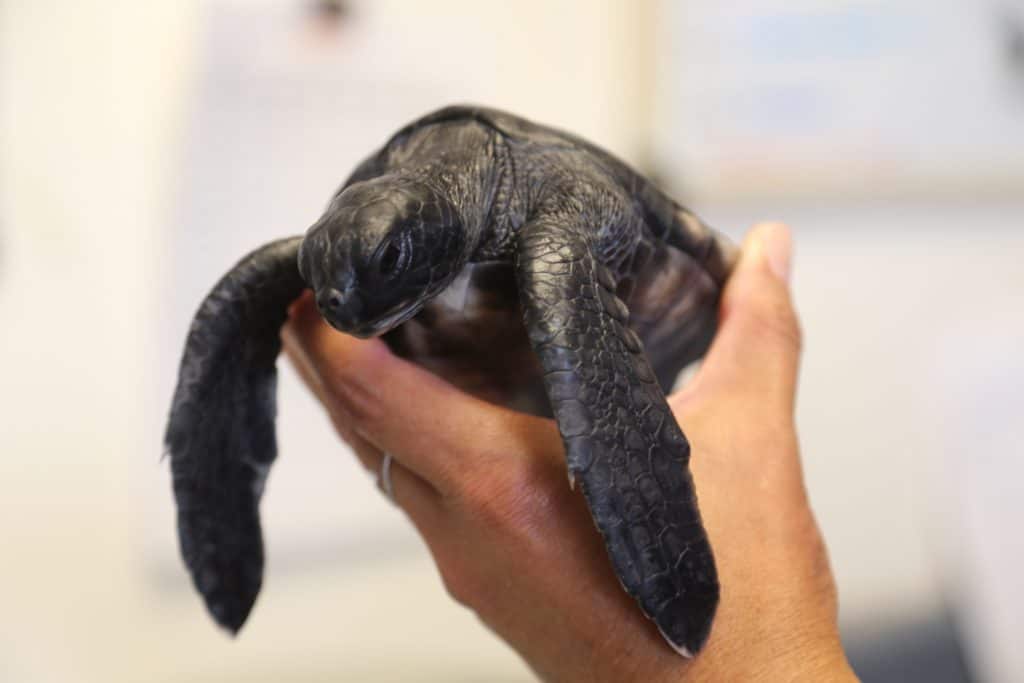 Six Sea Turtle Hatchlings Arrive at Maui Ocean Center