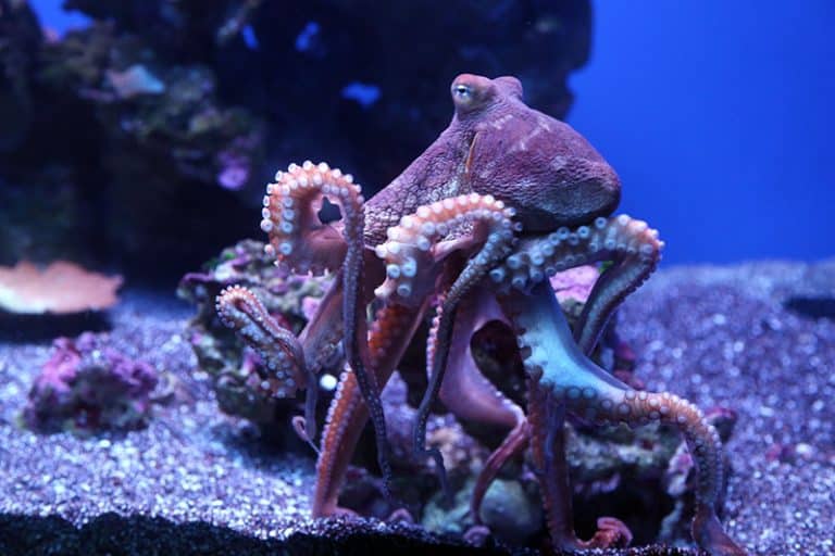 maui ocean center, things to do in maui, maui activities