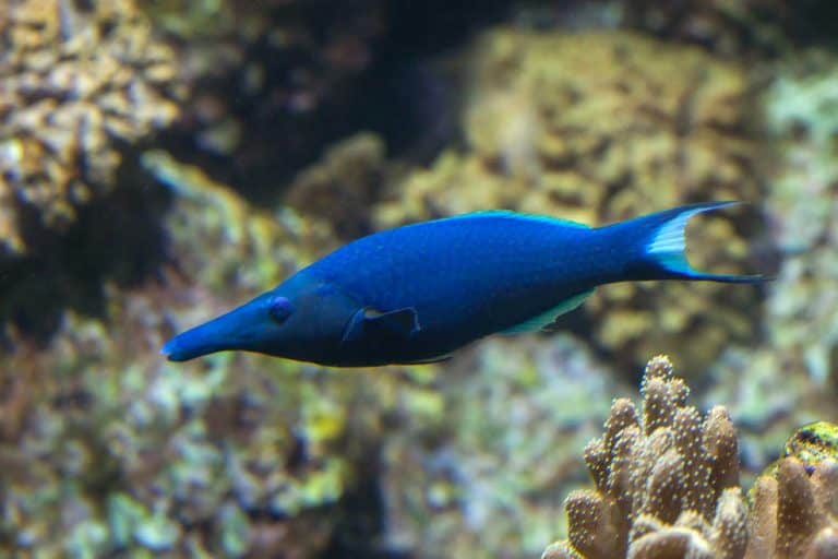 maui ocean center, things to do in maui, hawaii fish