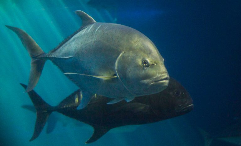 maui ocean center, things to do in maui, hawaii fish