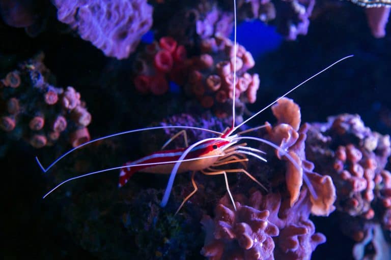 maui ocean center, things to do in maui, maui activities