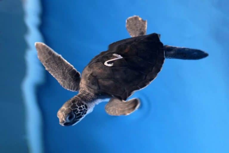 maui ocean center, things to do in maui, sea turtles
