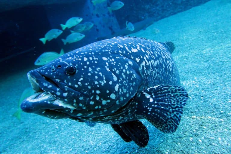 maui ocean center, things to do in maui, hawaii fish