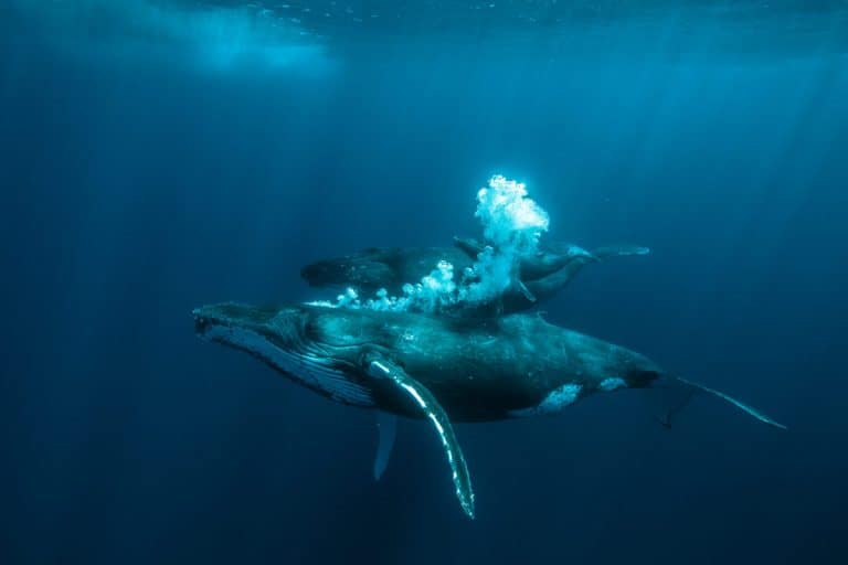 Humpback Whale Mom and Calf, Mother's Day