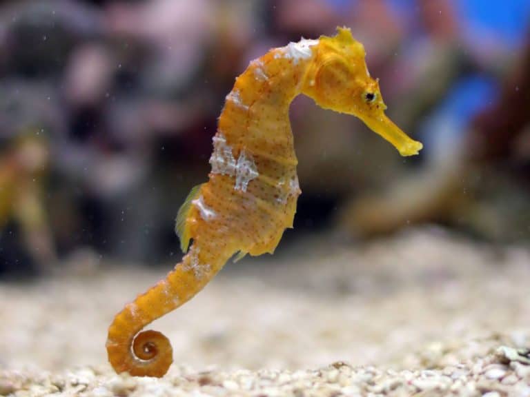 Sea Horse, Mother's Day, Blog