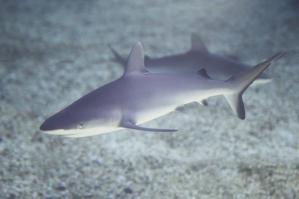 Grey Reef Shark, Pup, Mother's Day