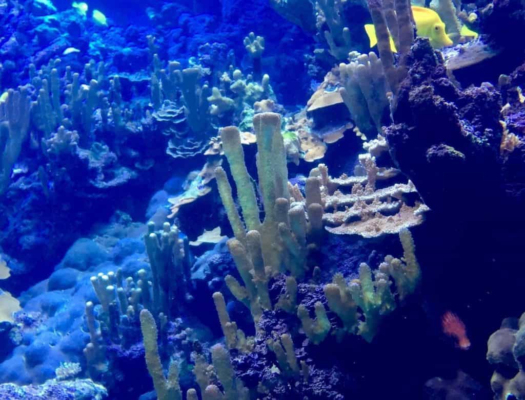 Maui Ocean Center Shallow Reef