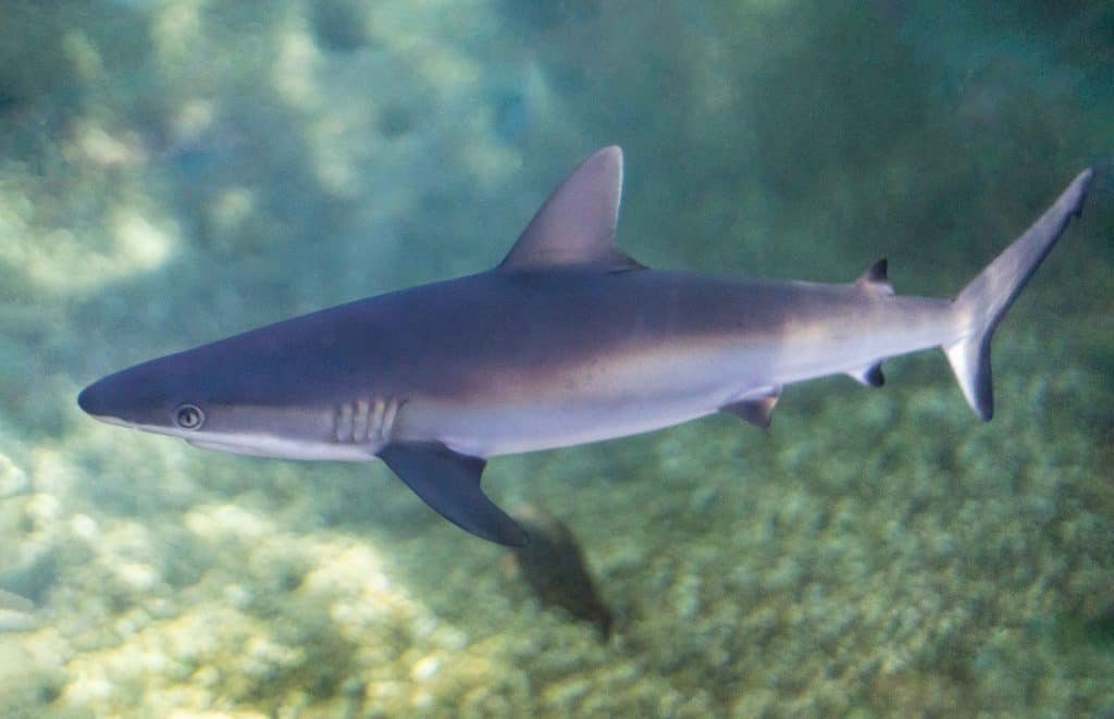 Grey Reef Shark Pups Born at Maui Ocean Center - Maui Ocean Center