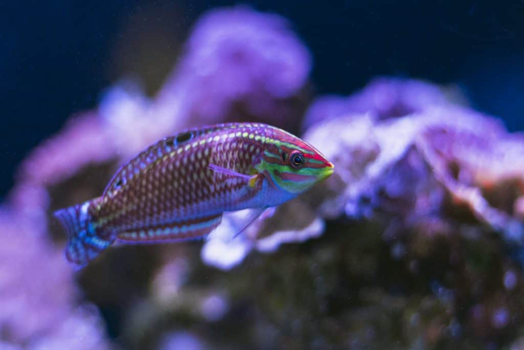 Ornate Wrasse
