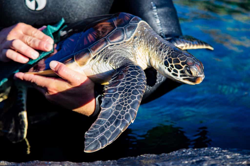 All sea turtles are handled by Maui Ocean Center staff