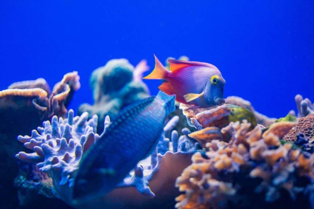 A goldring surgeonfish grazes for algae at MOC's Living Reef exhibit