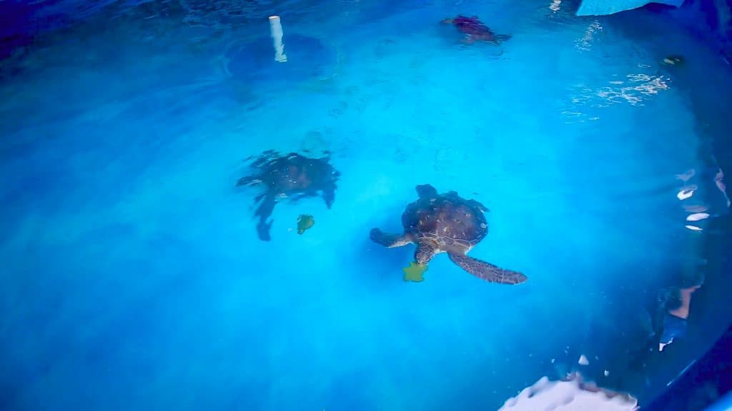 Honu enjoy special turtle-gel birthday cakes