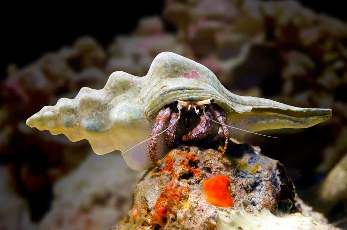 hermit-crabs-hawaiian-marine-life